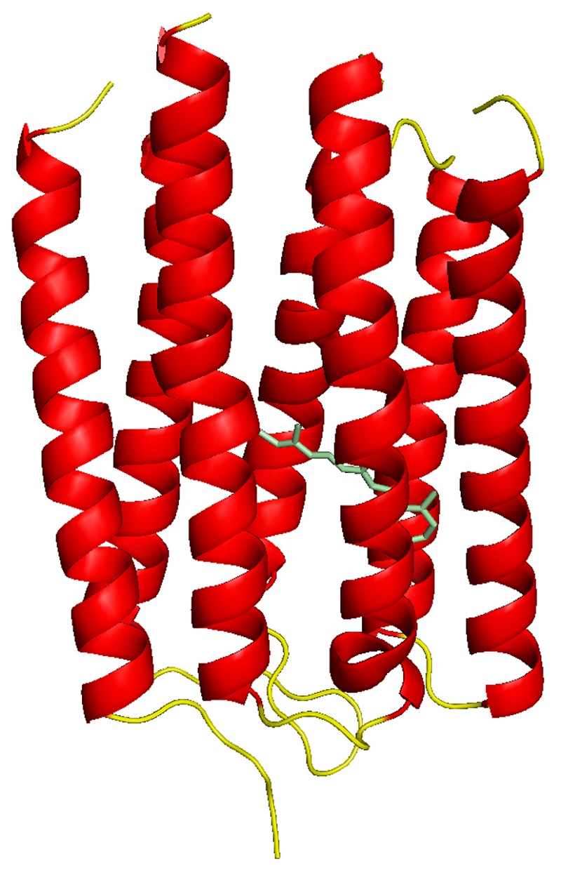 海藻カサノリ由来ロドプシンARIIの結晶構造Crystal Structure of the Marine Alga Acetabularia  Rhodopsin Ⅱ - SPring-8/SACLA 利用者情報